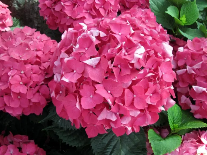 gerda-shtayniger-4-356214
