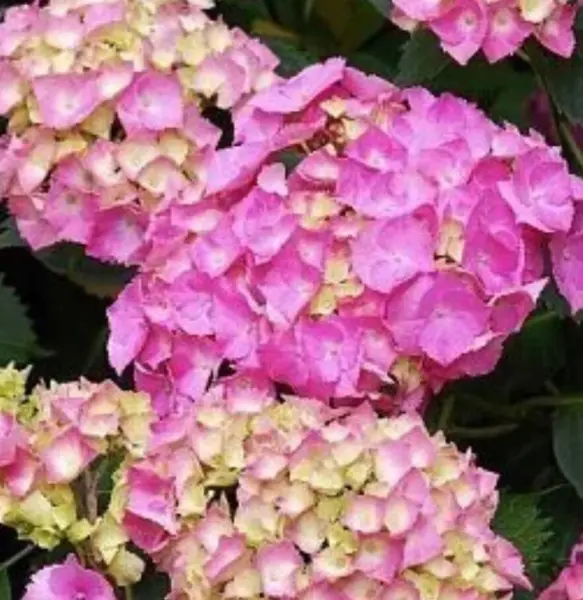 gertrud-glen-1-355513