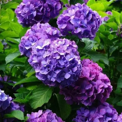 gertrud-glen-6-355513