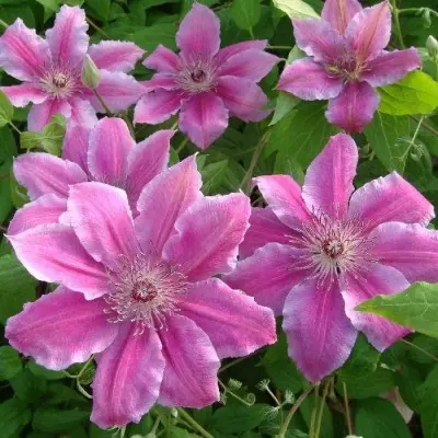 girenas-2-348810