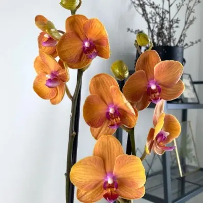 golden-brik-tamara-4-367429