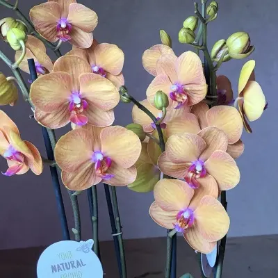 golden-brik-tamara-5-367429