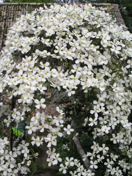 grandiflora-1-350331