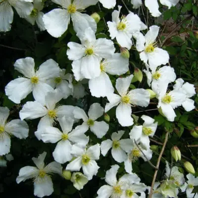 grandiflora-2-350331