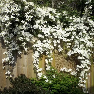 grandiflora-4-350331