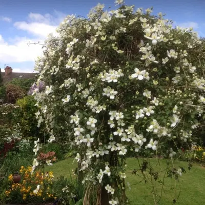 grandiflora-5-350331