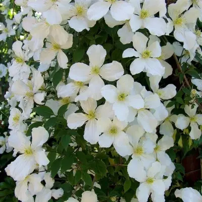 grandiflora-main-350331