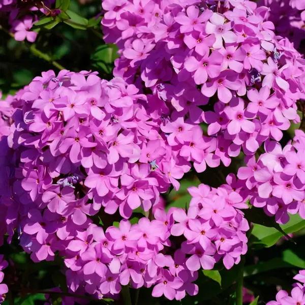 hesperis-1-363497