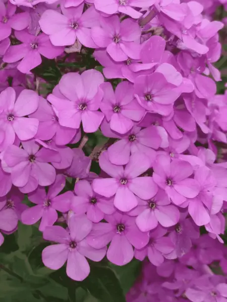 hesperis-2-363497