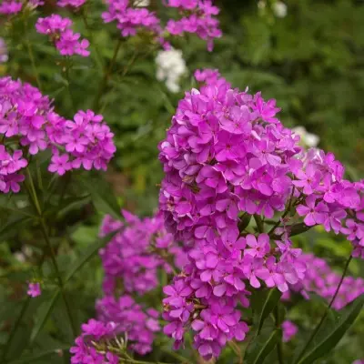 hesperis-3-363497