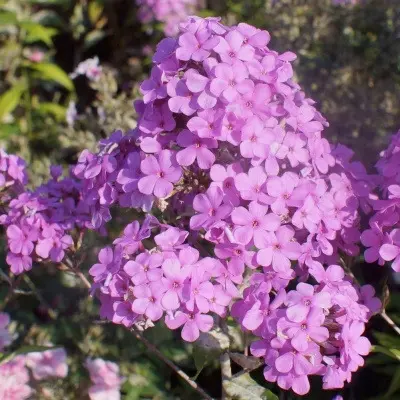 hesperis-4-363497