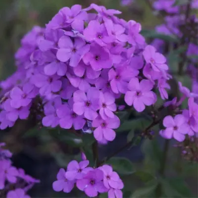 hesperis-5-363497