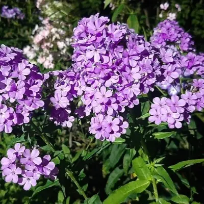 hesperis-main-363497