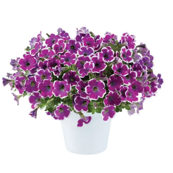 hippi-chik-violet-1-345414