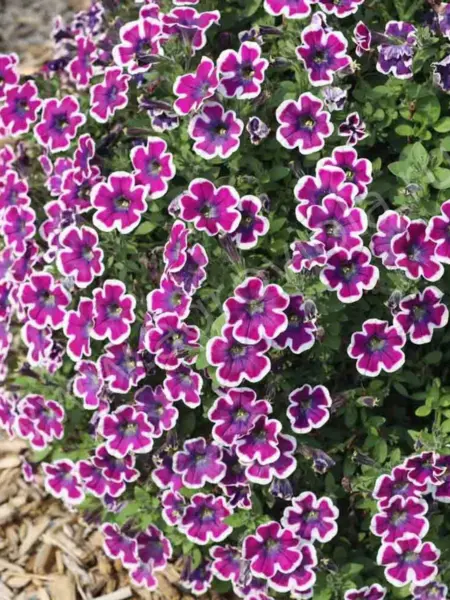 hippi-chik-violet-2-345414
