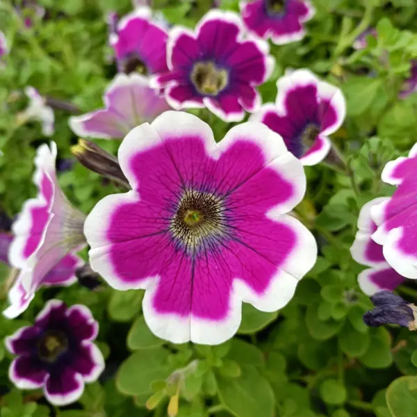 hippi-chik-violet-6-345414