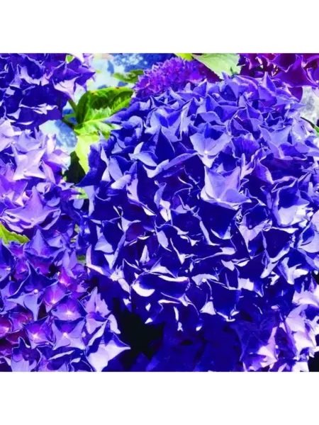 indigo-1-355376