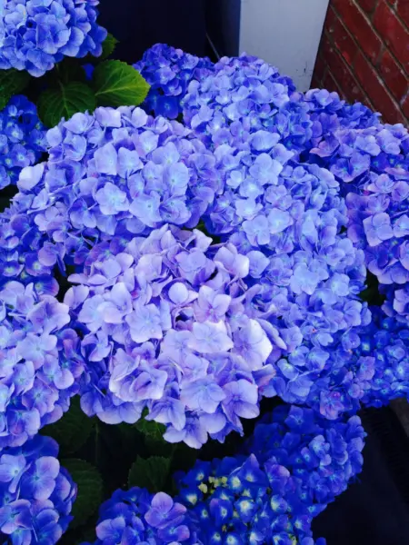 indigo-2-355376