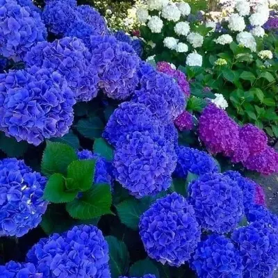 indigo-main-355376