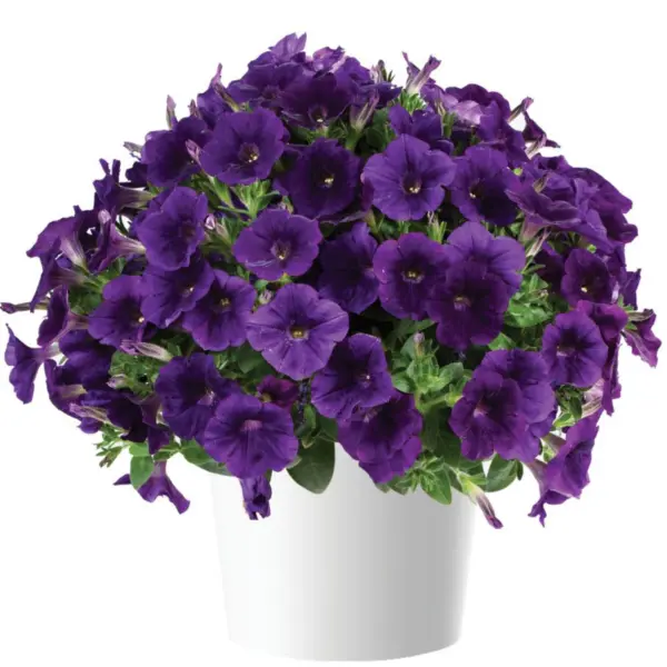 kapella-indigo-1-345539