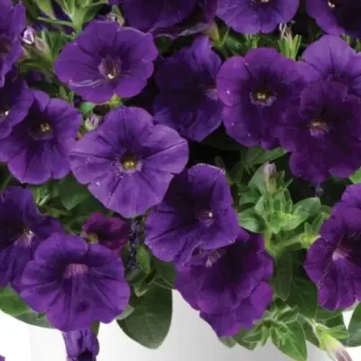 kapella-indigo-6-345539