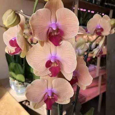 karibskaya-mechta-main-365425