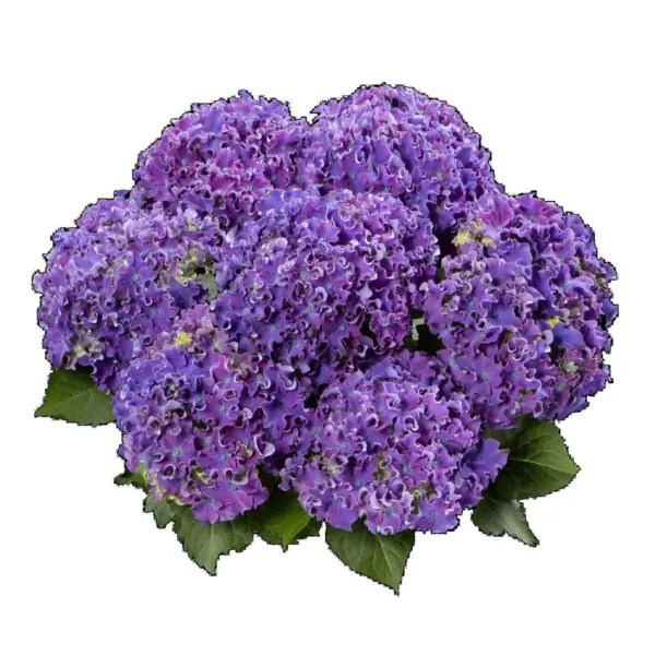 kerli-sparkl-blyu-pepl-curly-sparkle-blue-purple-3-354698