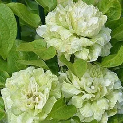 kohana-main-347975