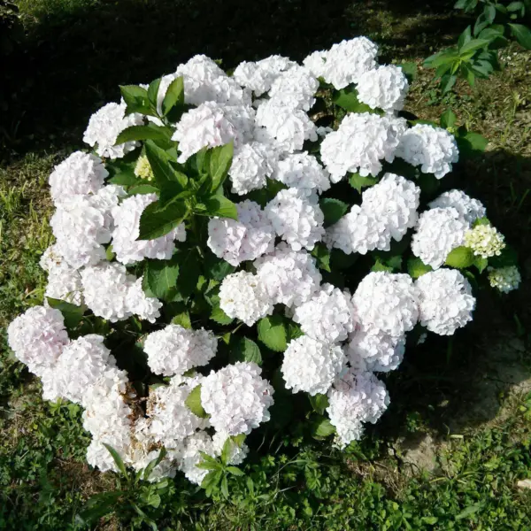 koko-3-356489