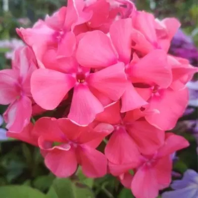 korall-3-363072