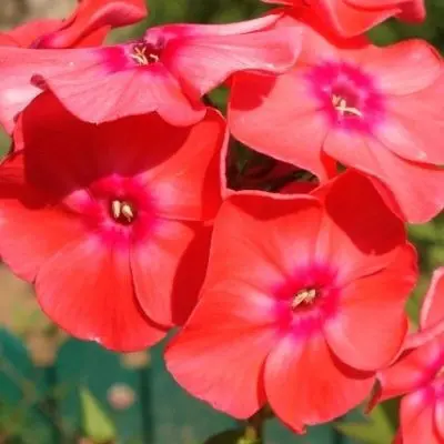 korall-5-363072
