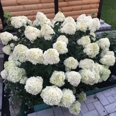 kotton-krem-5-356497