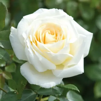krem-de-lya-krem-6-369444