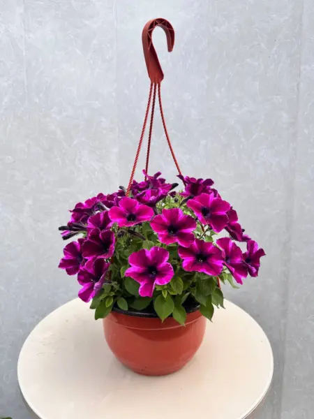 kreyzituniya-ultra-violet-1-347343