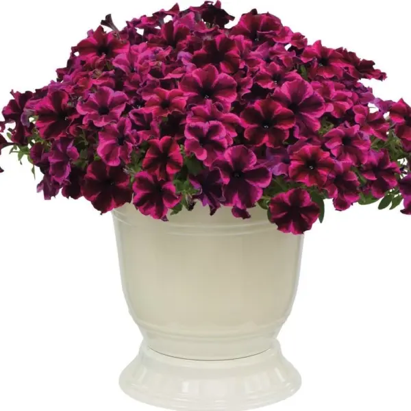 kreyzituniya-ultra-violet-2-347343