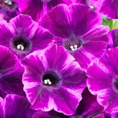 kreyzituniya-ultra-violet-3-347343