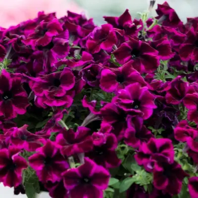 kreyzituniya-ultra-violet-5-347343