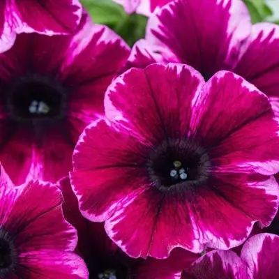 kreyzituniya-ultra-violet-6-347343