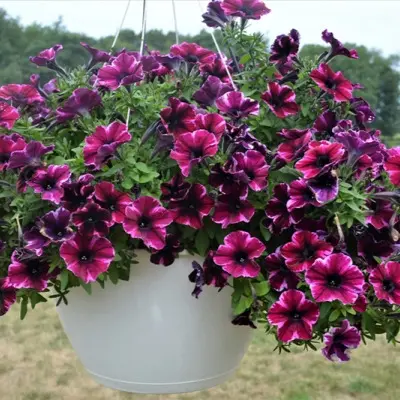 kreyzituniya-ultra-violet-main-347343