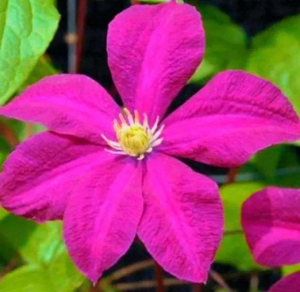krispina-1-352602