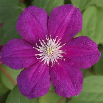 krispina-4-352602