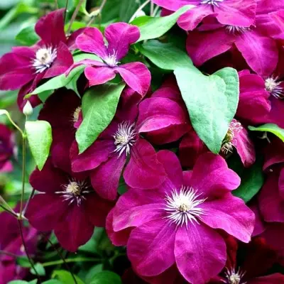 krispina-6-352602