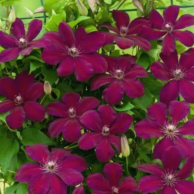 krispina-main-352602
