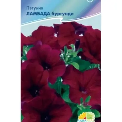 lambada-burgundi-3-347076