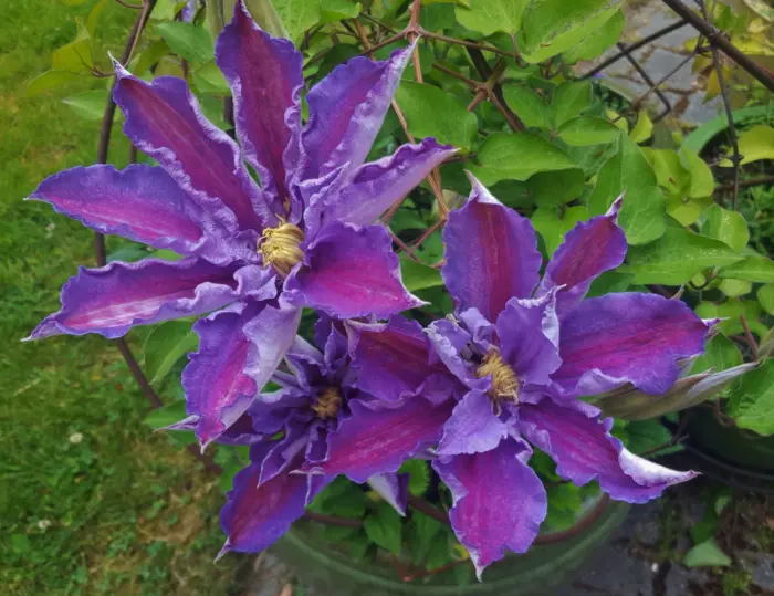 lavender-byuti-1-352345