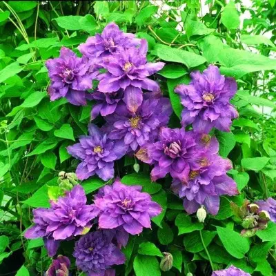 lavender-byuti-5-352345