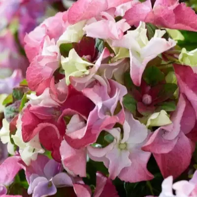 ledi-mata-hari-pink-3-356457