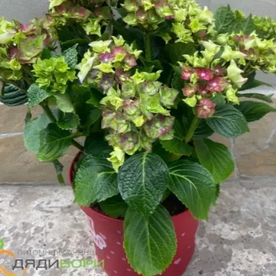 ledi-mata-hari-pink-4-356457