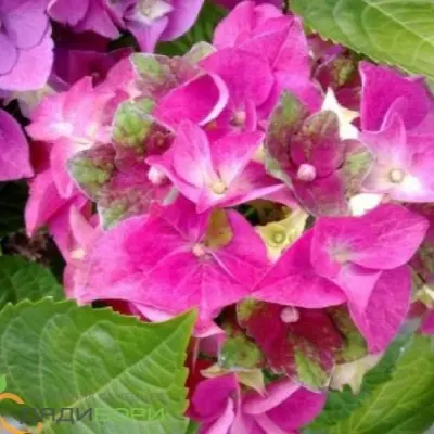 ledi-mata-hari-pink-5-356457