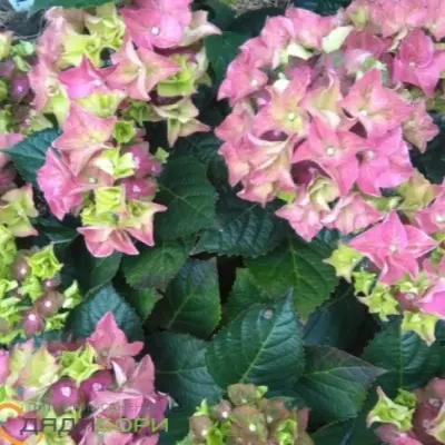 ledi-mata-hari-pink-6-356457